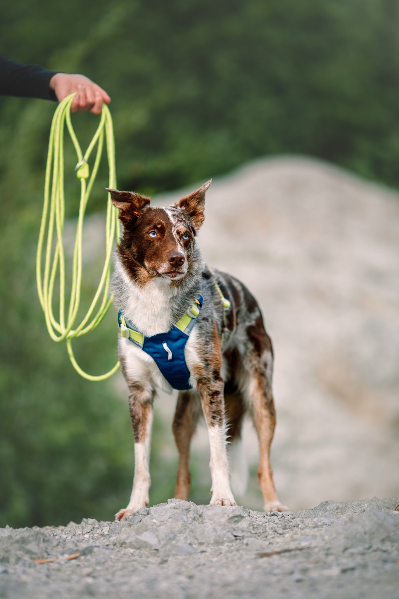 Long Rope Leash Lime on A Dog