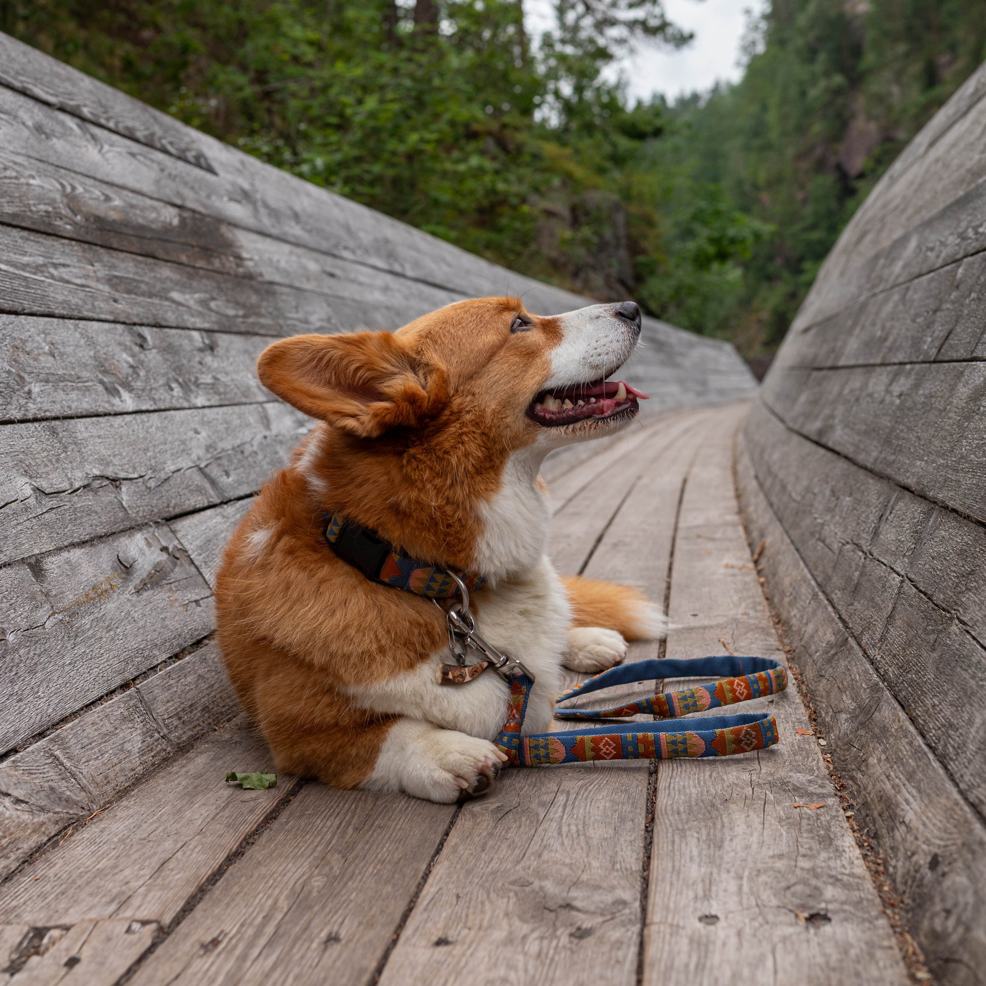 Corgi lying on a wooden bridge with its leash, looking up, surrounded by trees and greenery.