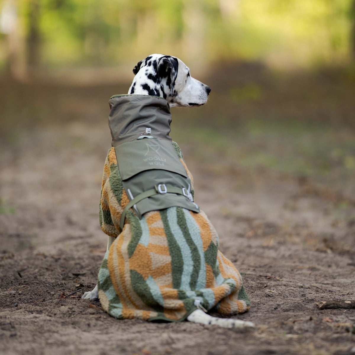 A Dalmatian wearing a green and tan patterned fleece dog coat sits on a dirt path.