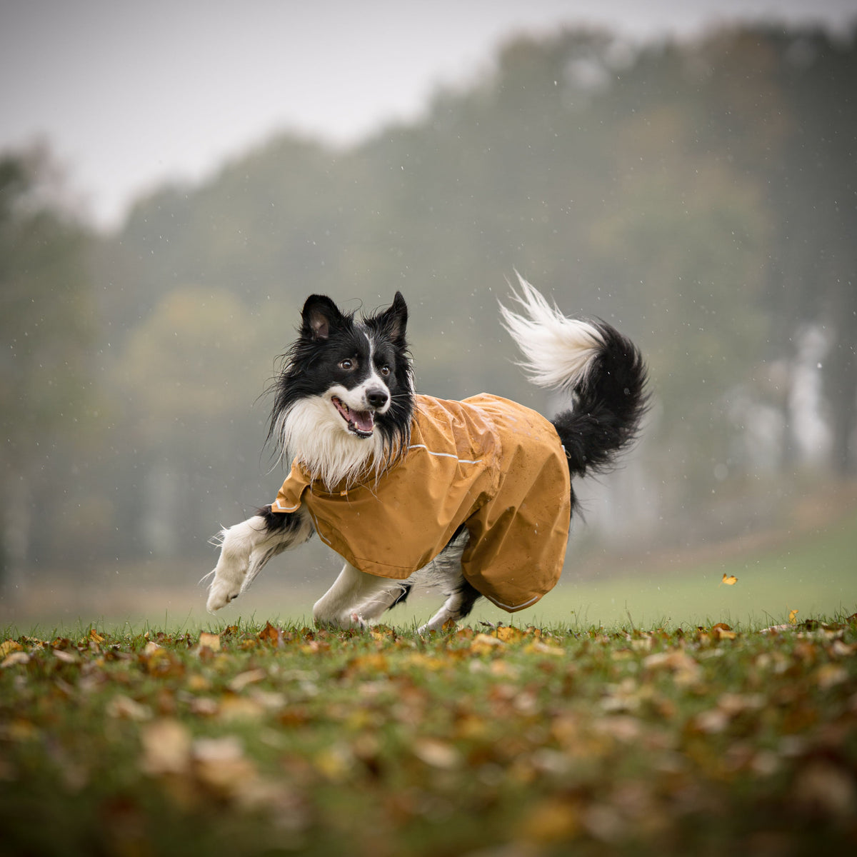 A black and white border collie in a yellow raincoat running through a field of fallen leaves.