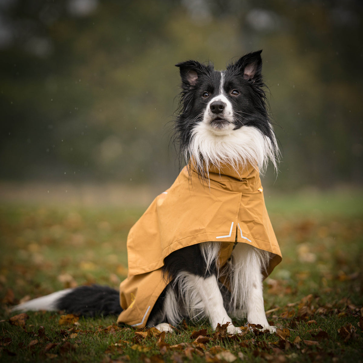 A black and white border collie wearing a tan raincoat sitting on a field of autumn leaves.