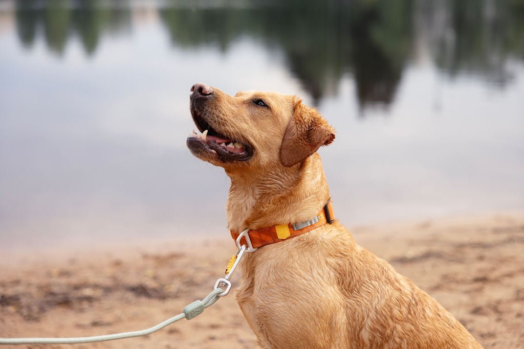 Wet yellow Labrador on a leash sits by a lake, looking up with mouth open, sandy shore in background.
