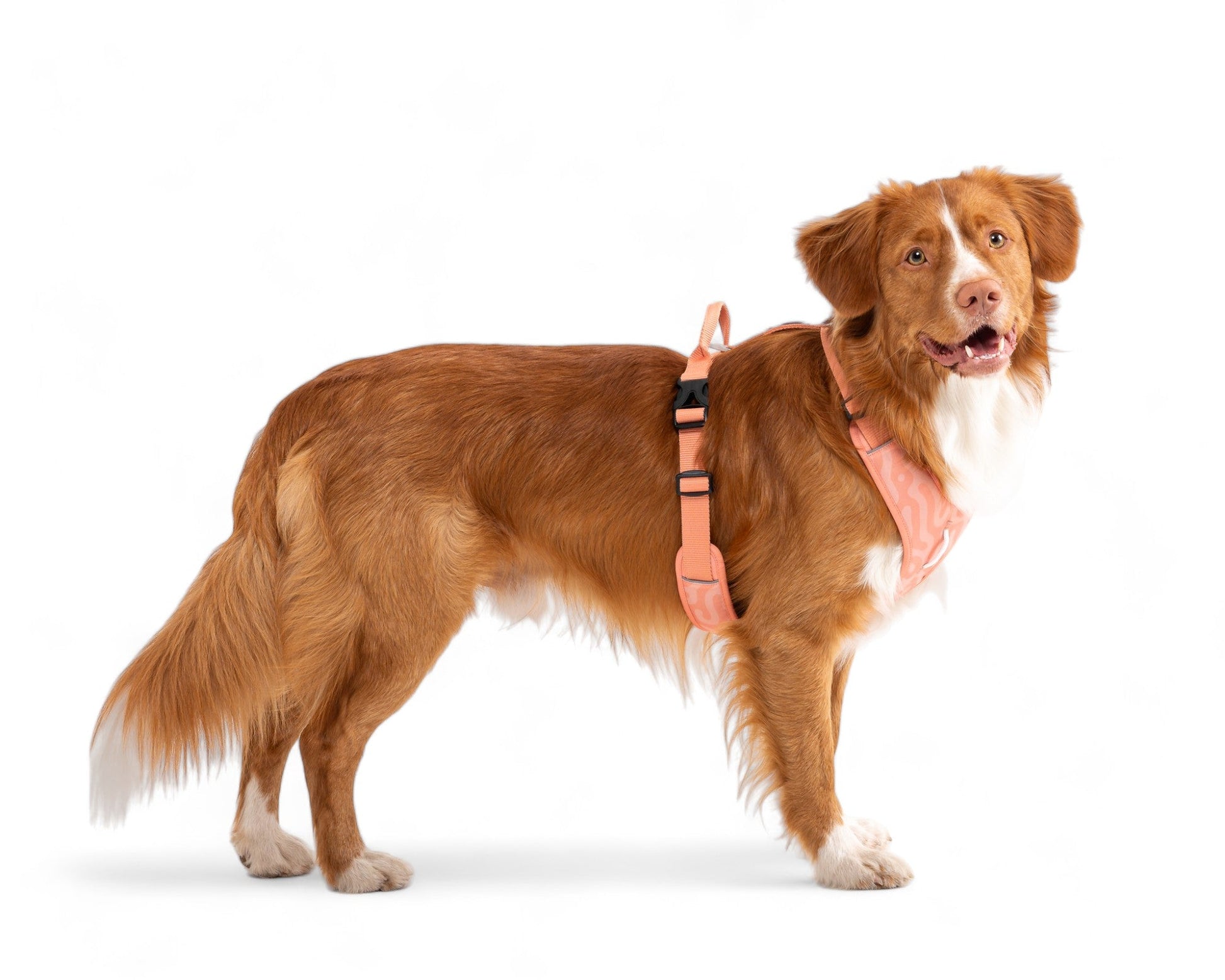 Roam Dog Harness - XS