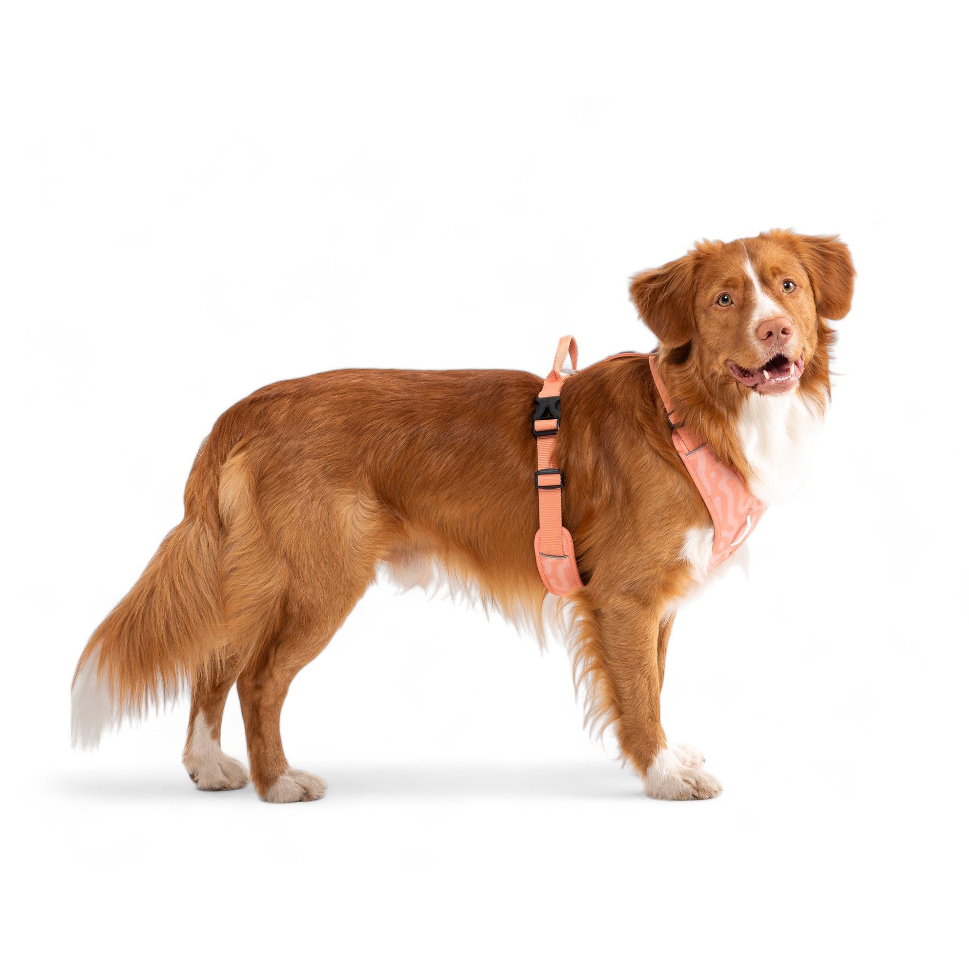 Nova Scotia Duck Tolling Retriever wearing a peach polka dot harness on a white background.