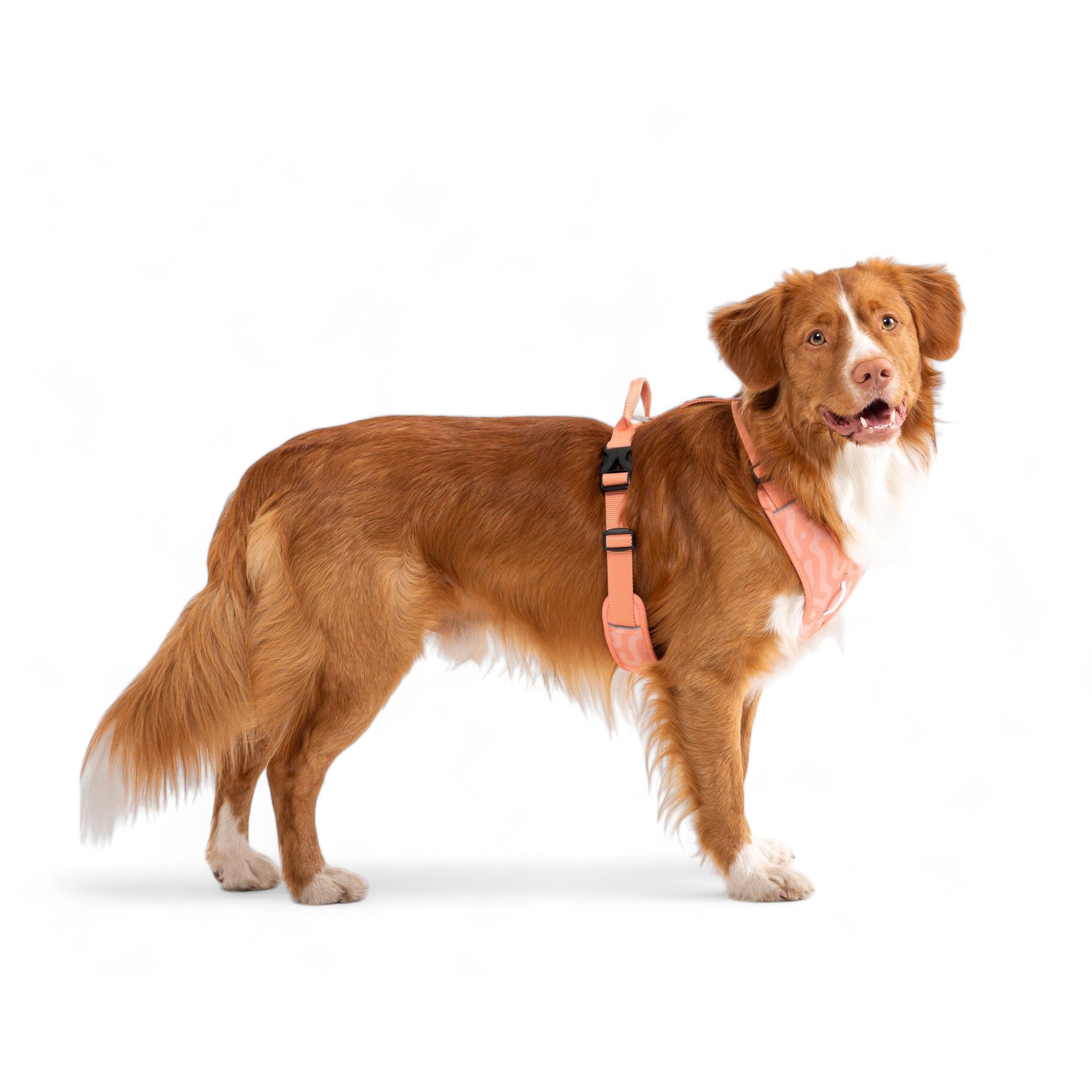 Nova Scotia Duck Tolling Retriever wearing a peach polka dot harness on a white background.