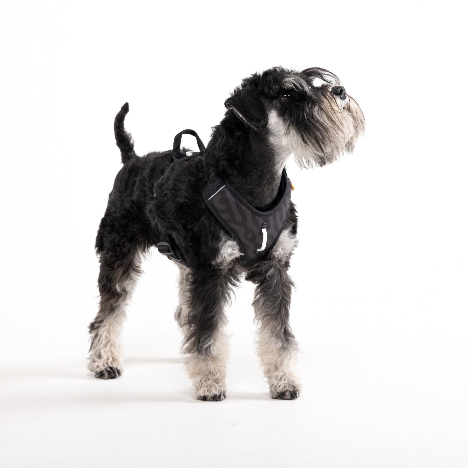 Roam Harness - Black RippleXS