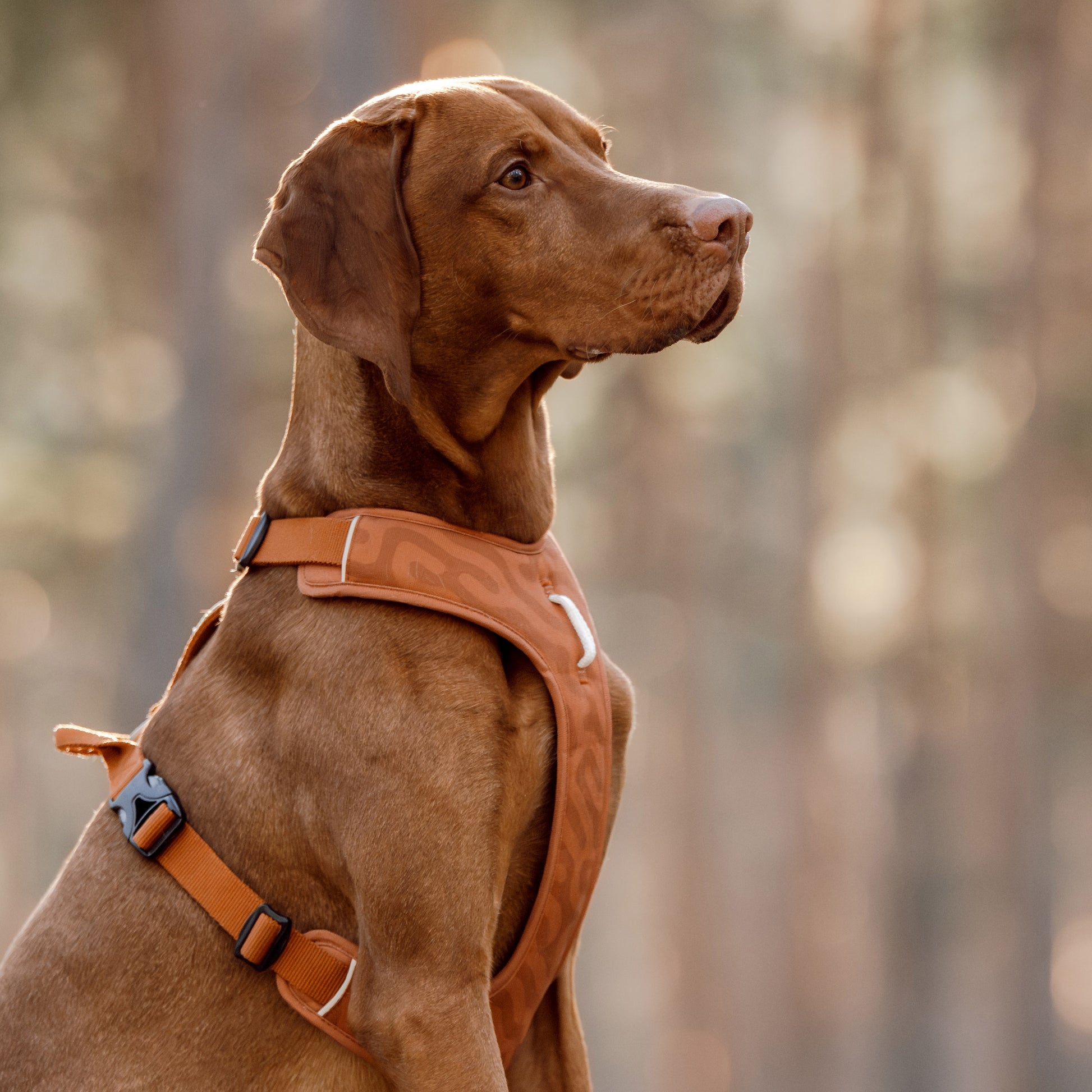 Brown dog wearing an orange harness sits outdoors, looking attentively to the side in soft natural light.