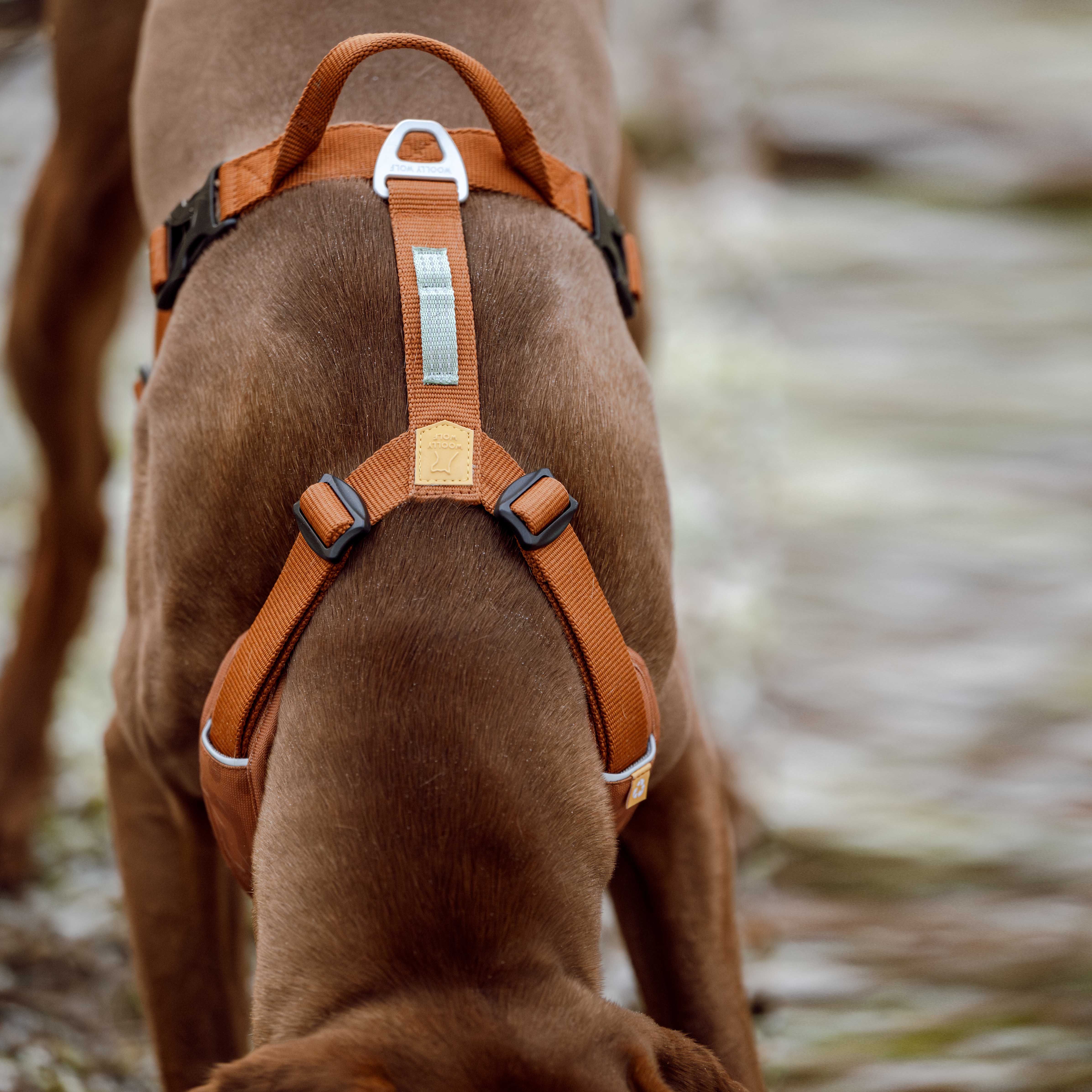 A brown dog wearing an orange harness seen from above, with its head lowered and out of frame.