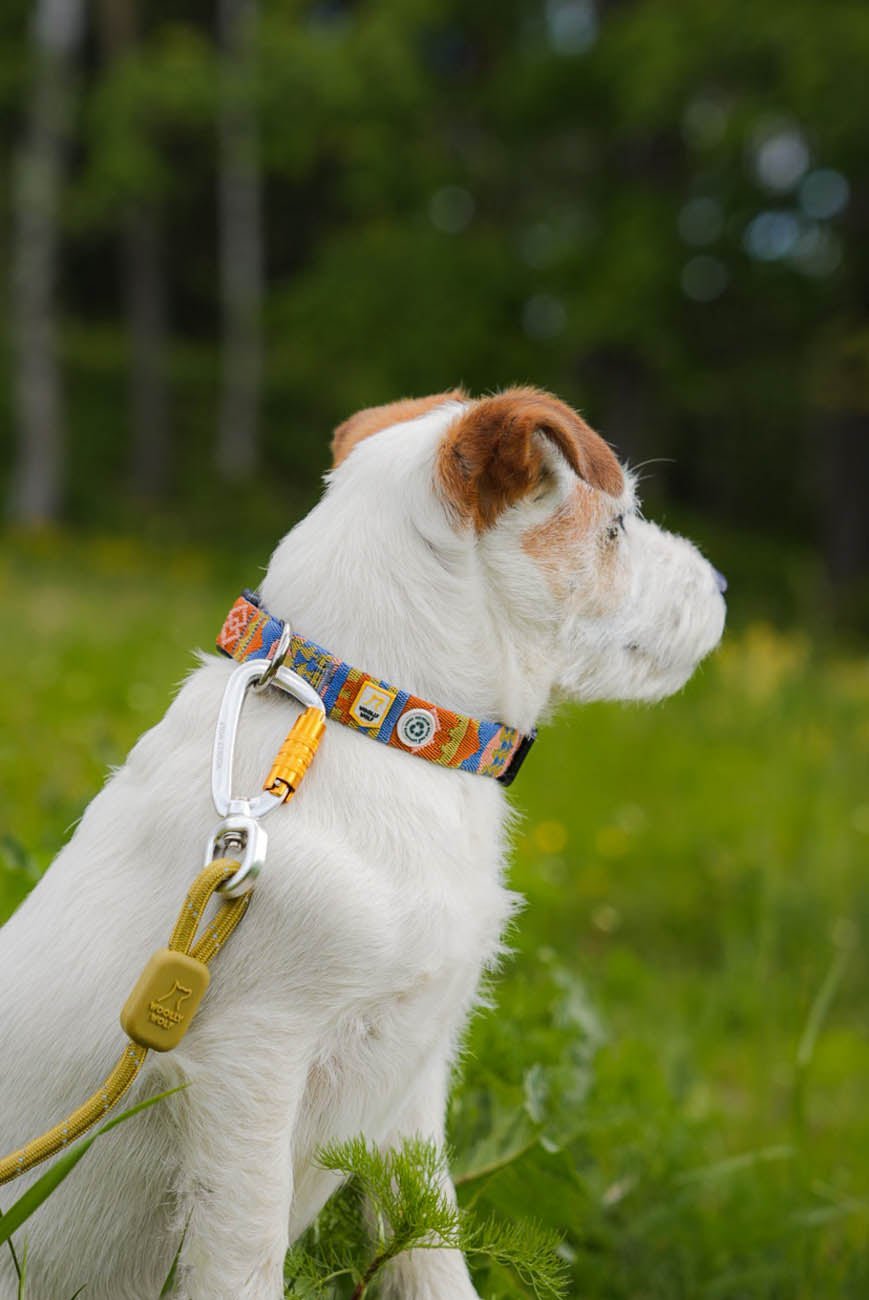 Rope Leash Thin Pistachio On a Dog