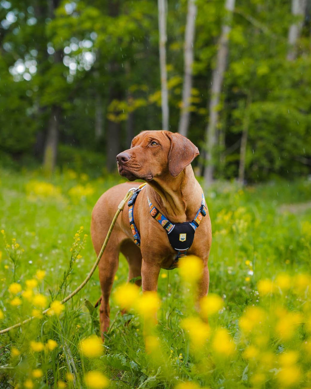 Rope Leash Thin Pistachio On a Brown Dog