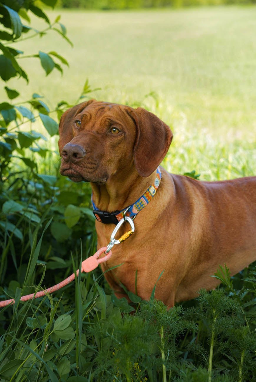 Rope Leash Thin Salmon Pink Color