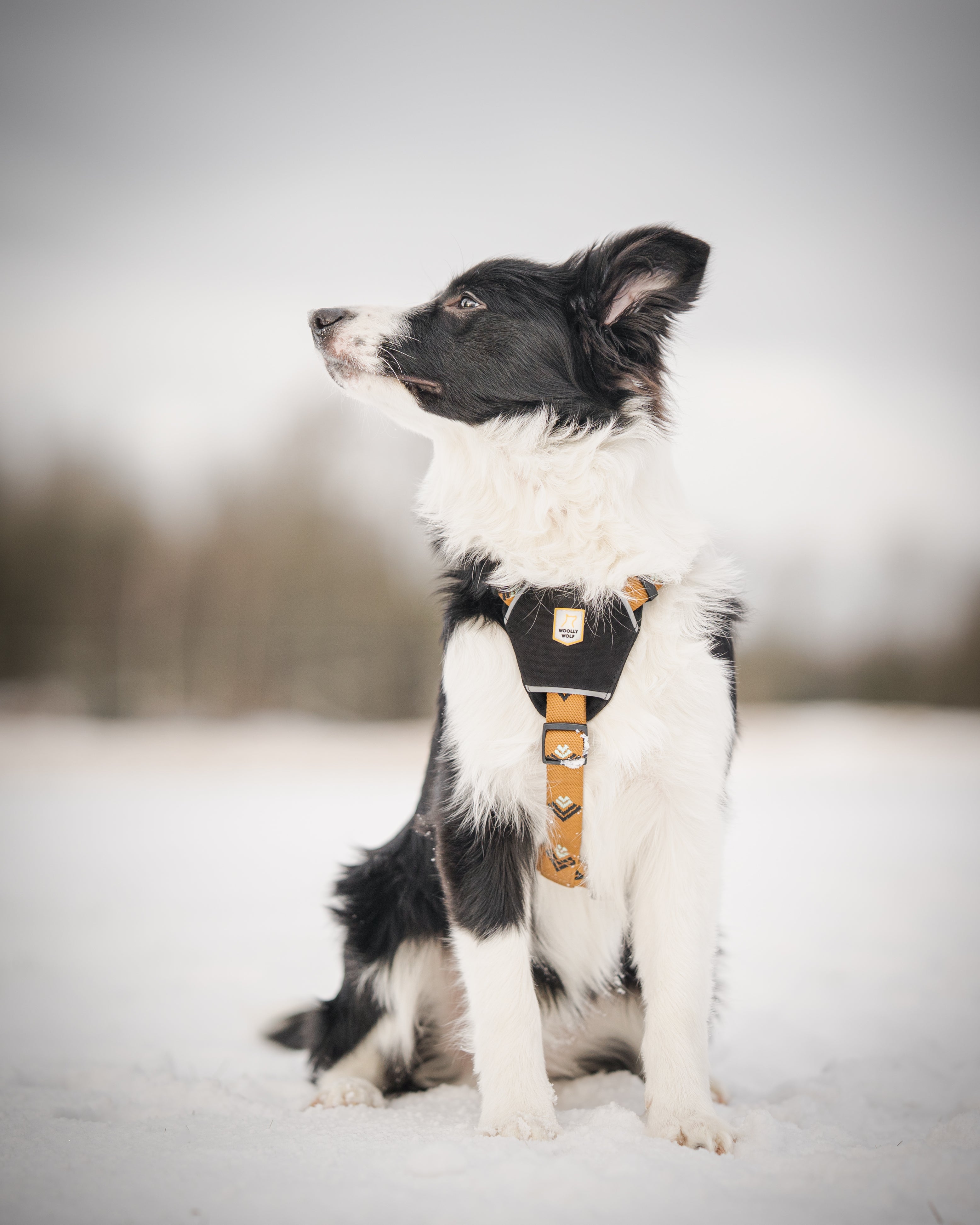 Black and white dog wearing a harness sits on snow, looking to the left, with blurred trees in the background.