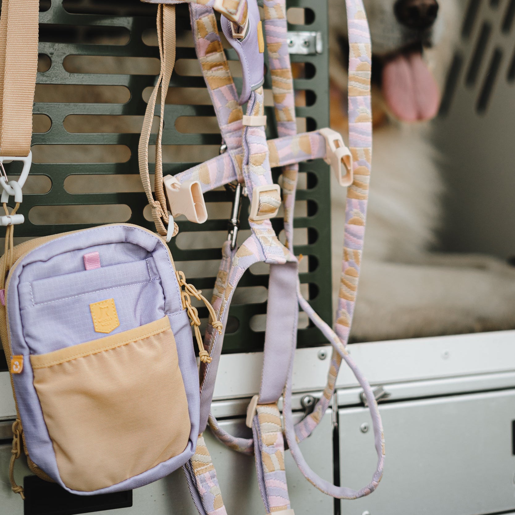 A pastel harness, leash, and small bag hang on a crate; a dog with its tongue out is inside.