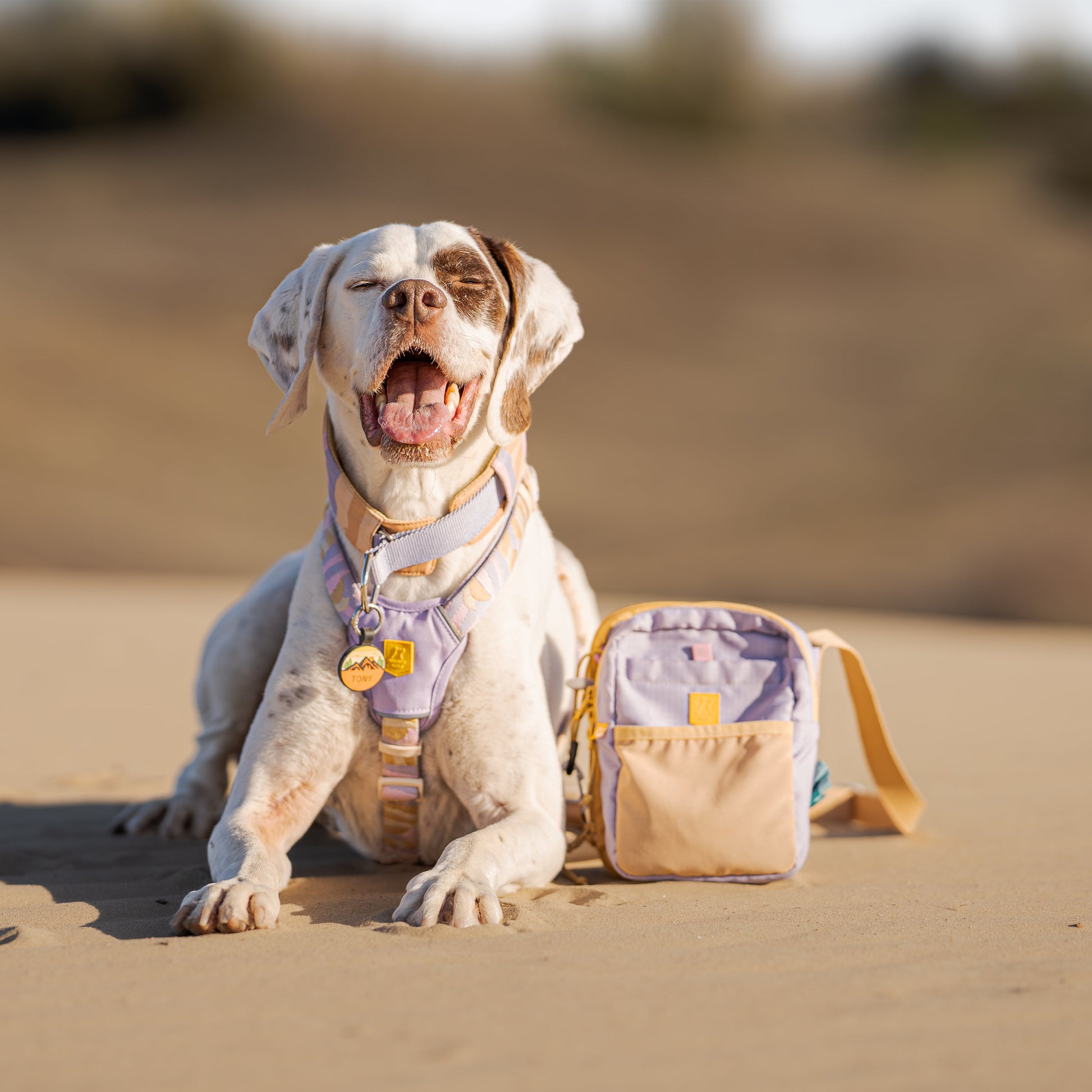 White and brown dog wearing a harness lies on sand next to a small beige and purple bag, mouth open happily.