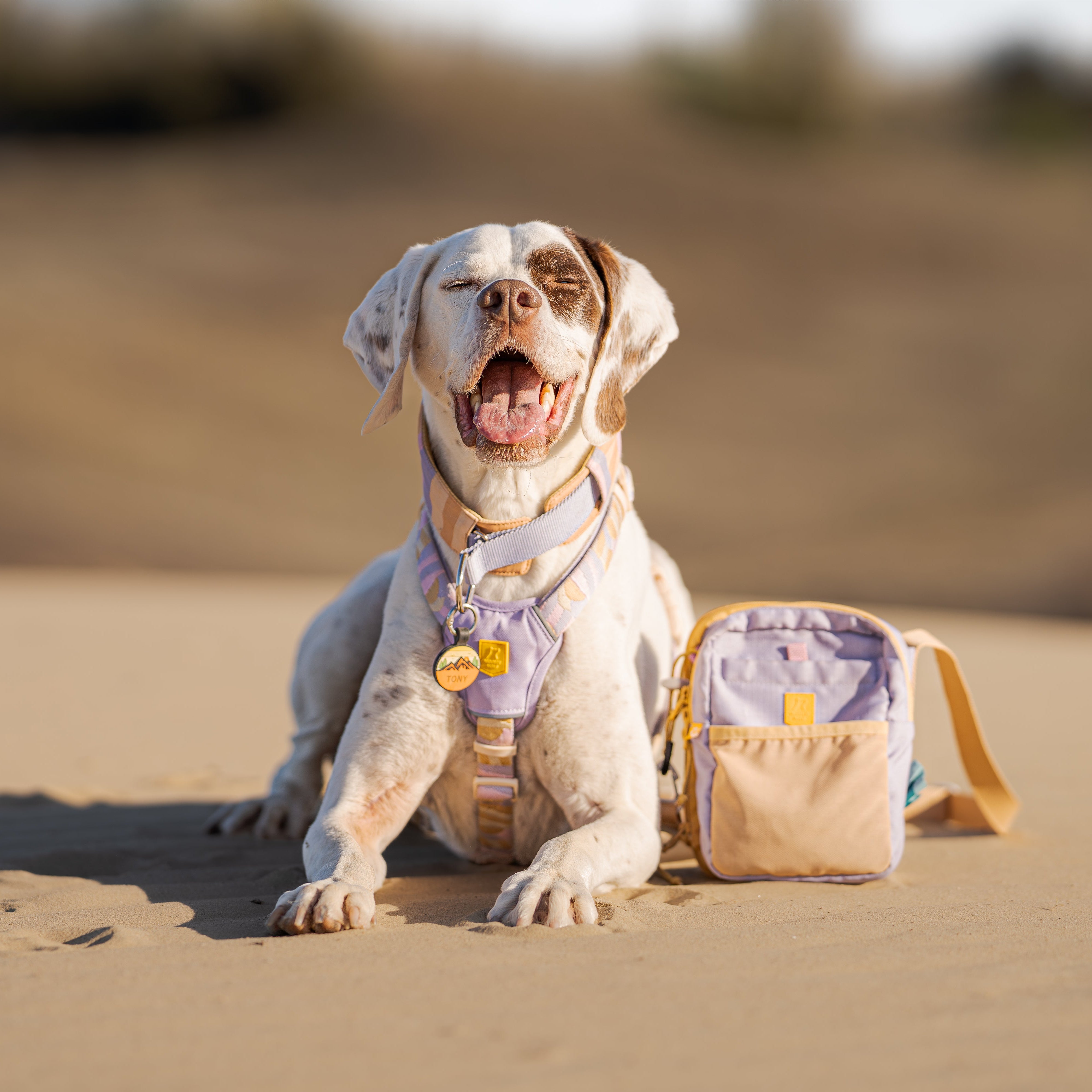 Happy dog wearing a pastel harness sits on sand next to a matching small bag, mouth open as if smiling.
