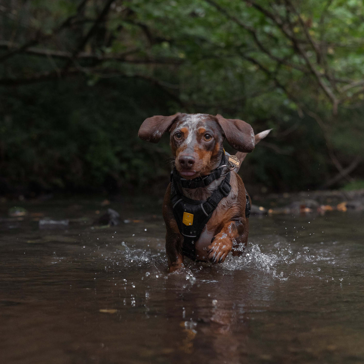 Dapple dachshund in a black harness running through a shallow creek.