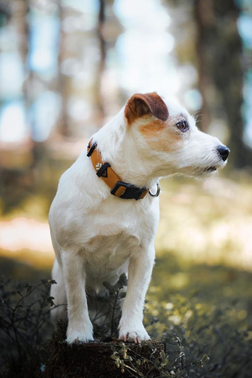 Sea to Summit Collar - S